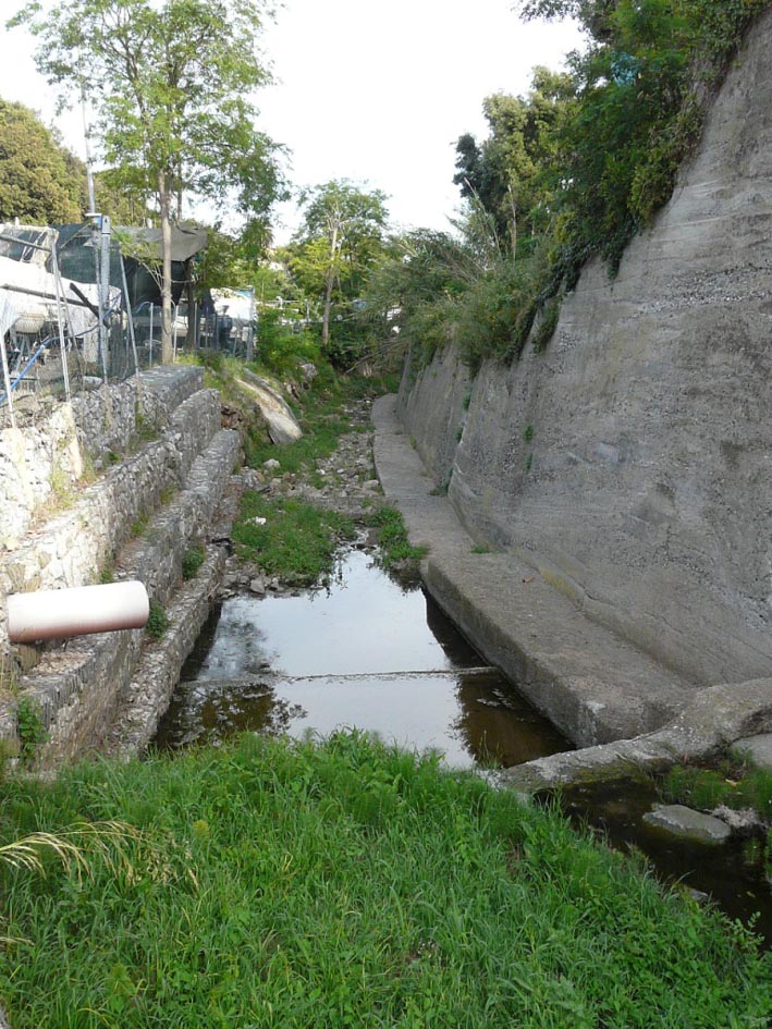 Rio Salivoli (Piombino) - rospi smeraldini in città!